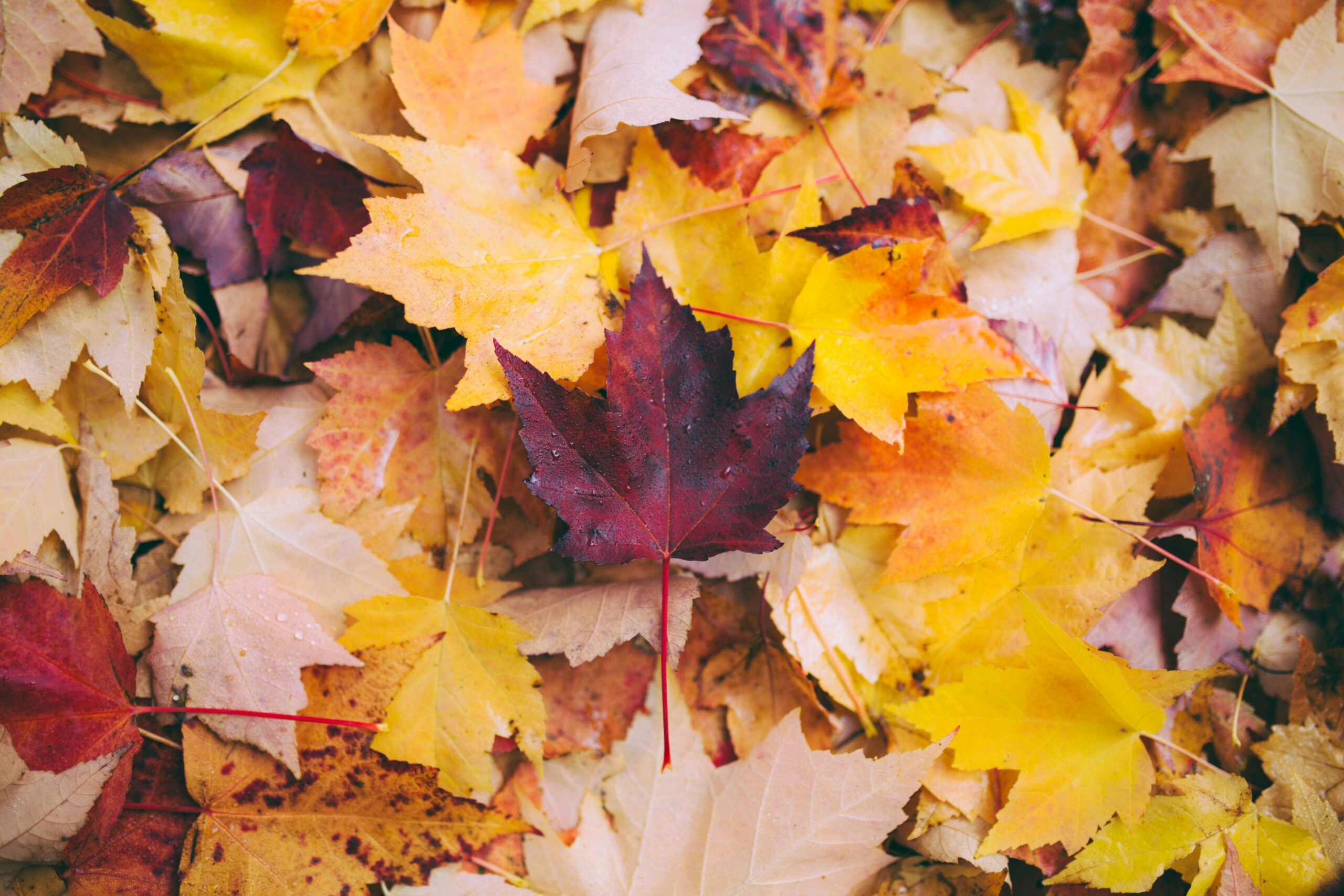 Herbstlaub - Bild von Greg Shield